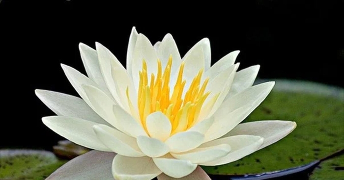 Кувшинка чисто белая