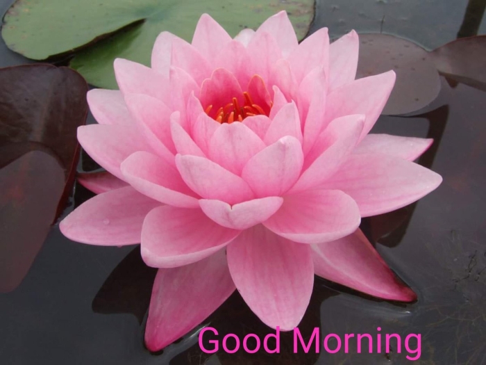 Шарлин кувшинка розовая