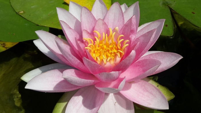 Нимфея розеа