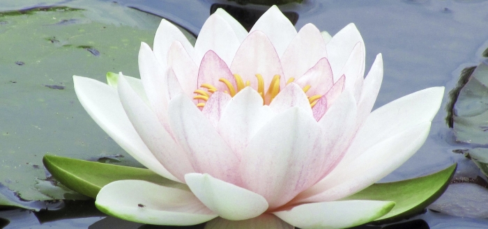 Кувшинка водяная лилия