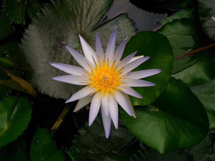 Лилия водяная цветок