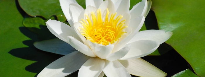 Белая кувшинка