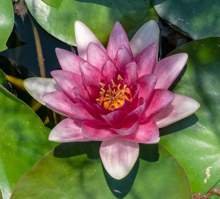 Кувшинка розовая