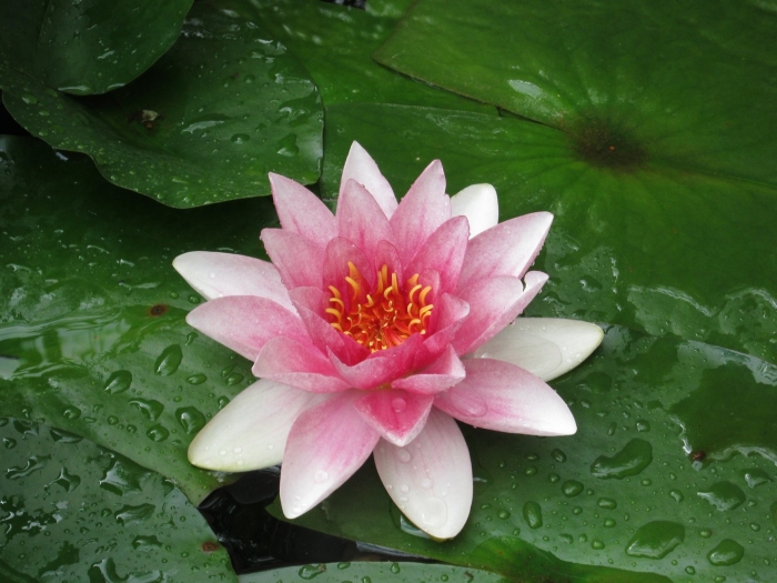 Лотос кувшинка водяная лилия