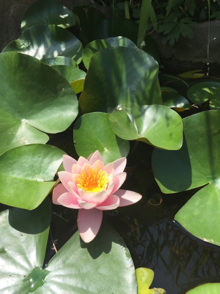 Водяная лилия цветок