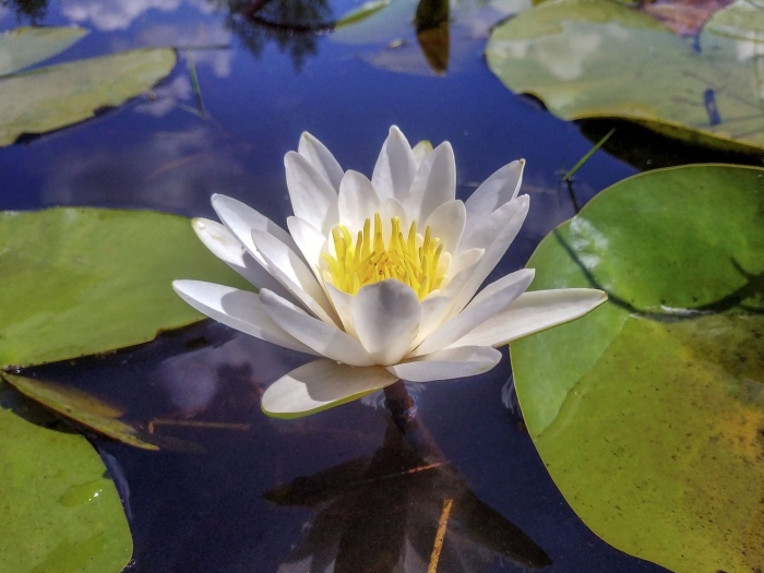 Кувшинка альба нимфея