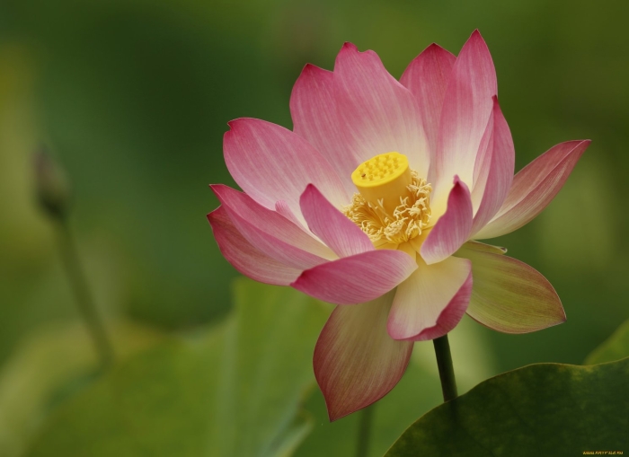 Орехоносный лотос