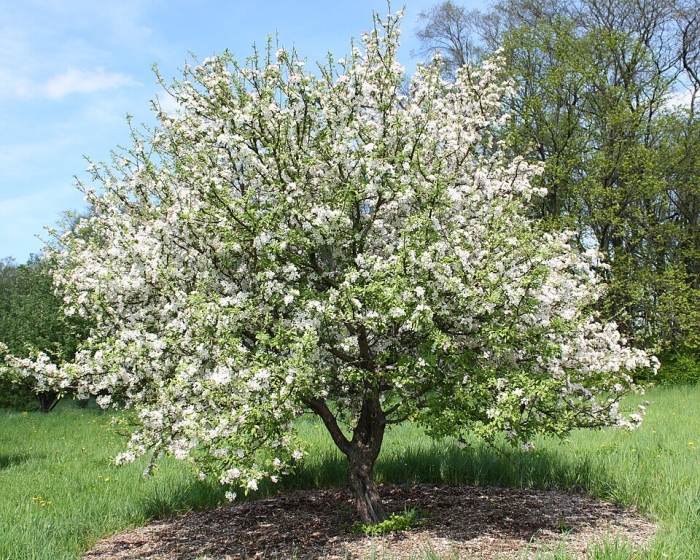 Яблоня сибирская malus baccata