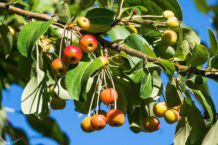 Яблоня ягодная сибирская