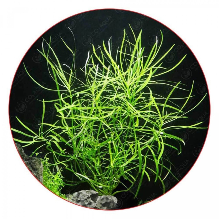 Погостемон октопус