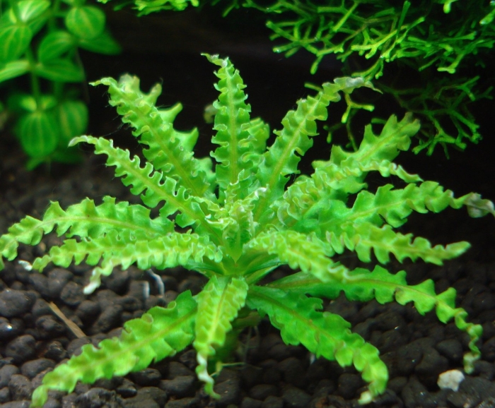 Погостемон хелфери