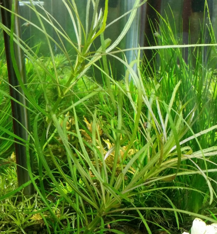 Погостемон октопус аквариумное растение