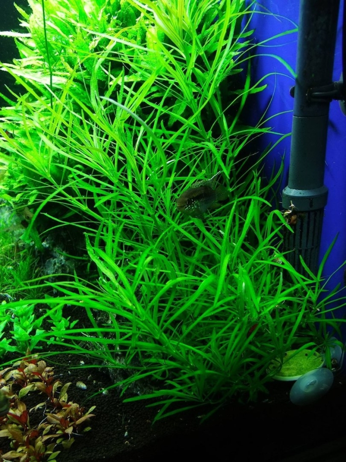 Погостемон октопус