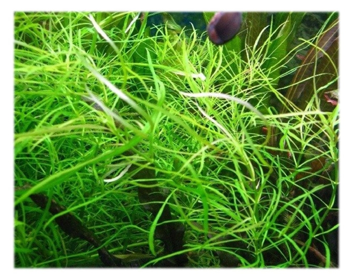 Погостемон октопус