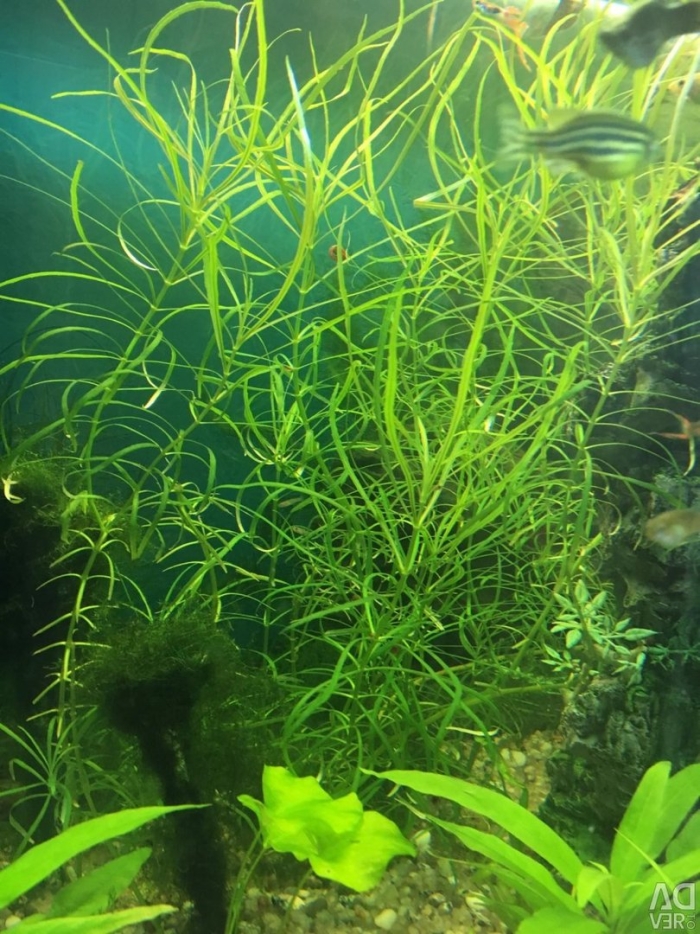 Погостемон стеллатус