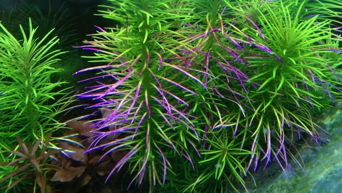 Погостемон эректус аквариумное растение