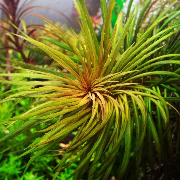 Погостемон стеллатус