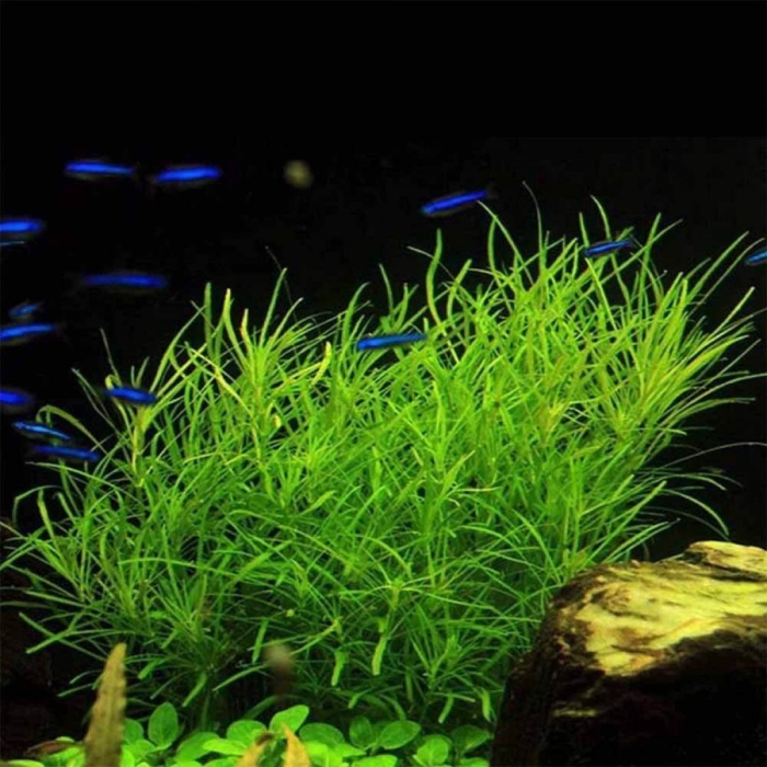 Погостемон октопус растения для аквариума