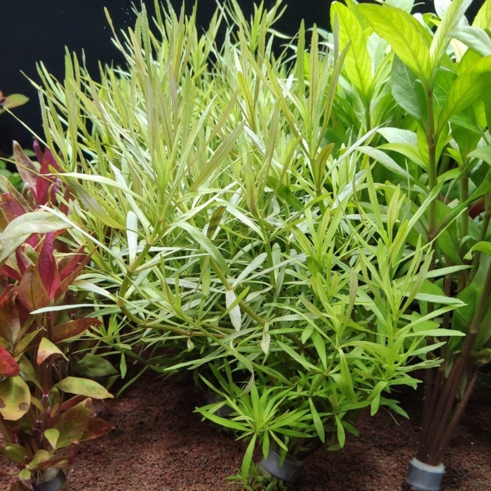 Сагитария аквариумное растение
