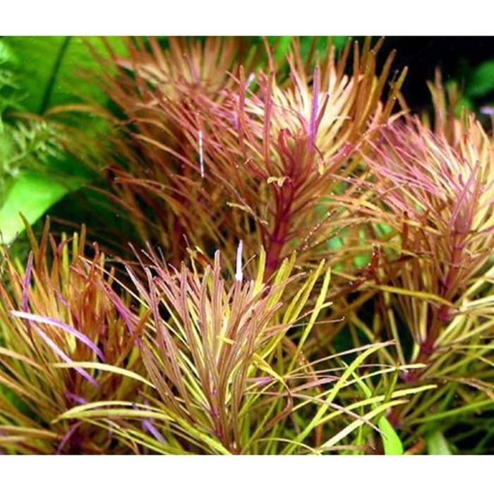 Лимнофила ароматика