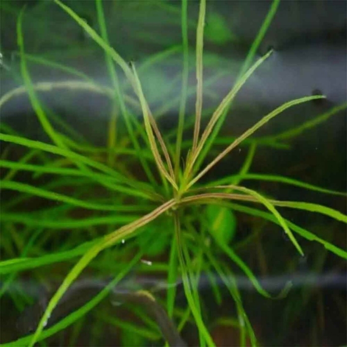 Погостемон стеллатус октопус