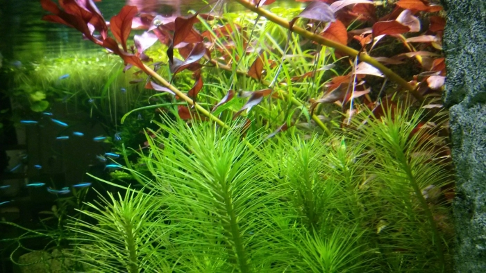 Гидротрихе аквариумное растение