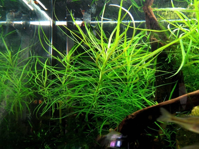 Погостемон октопус