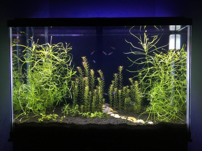 Нано травник аквариум