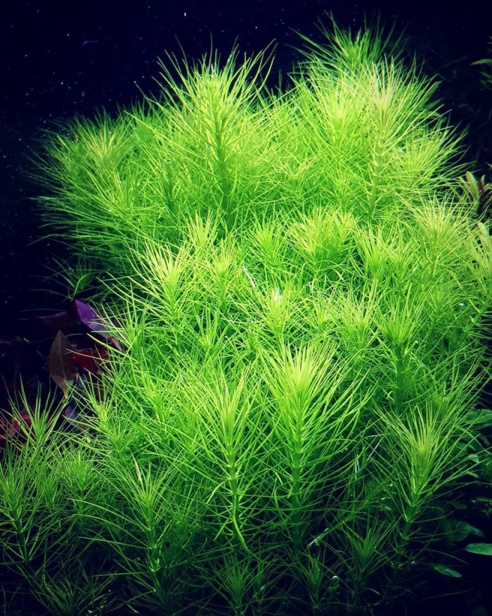 Погостемон эректус аквариумное