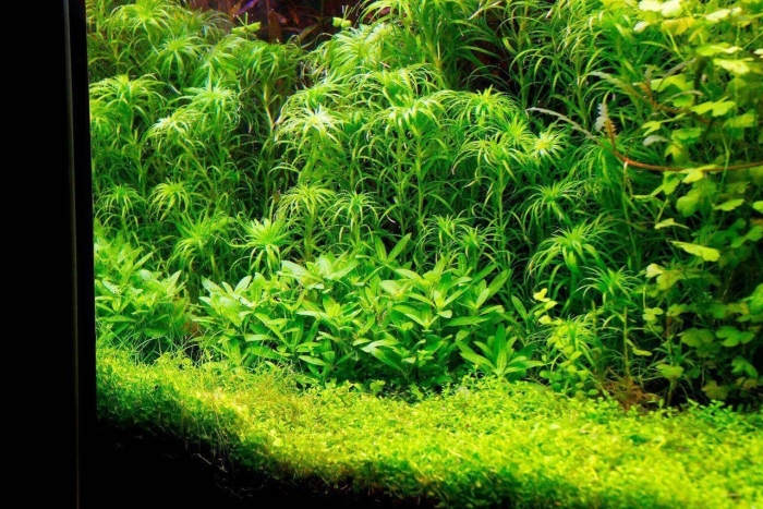 Гетерантера аквариумное растение