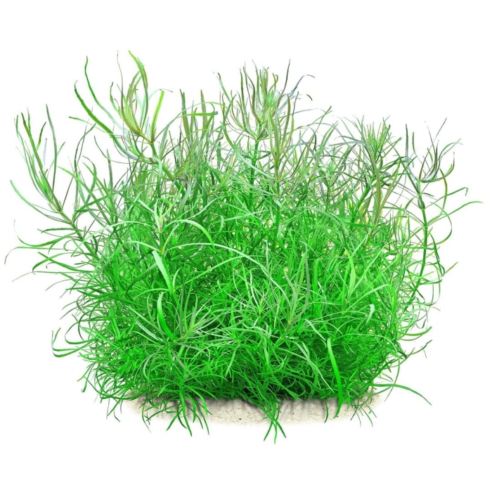 Элеохарис парвула мини