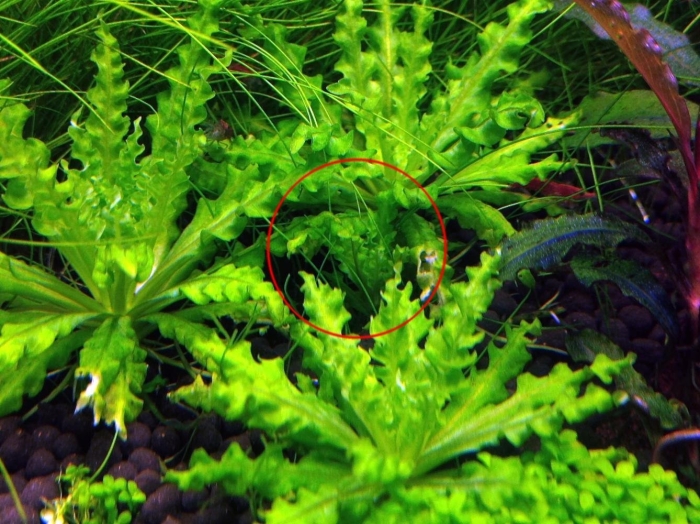 Погостемон хелфера аквариумное растение