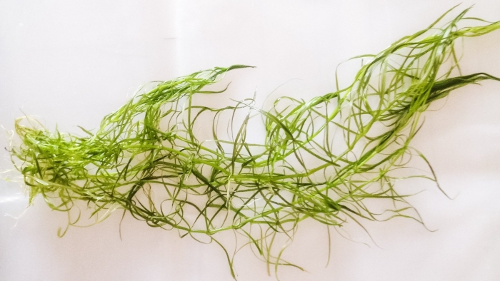 Наяс (наяда гваделупская)