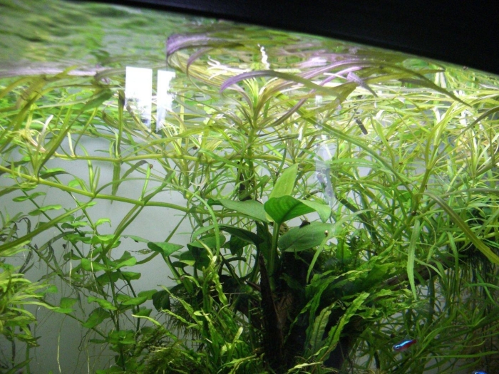 Бакопа каролинская аквариумное растение