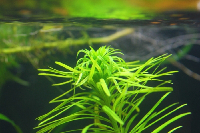 Тонина манаус аквариумное растение