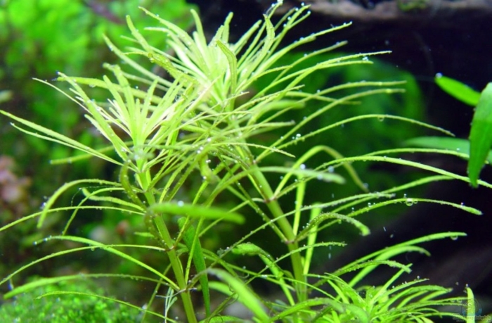 Наяда гваделупская аквариумное растение