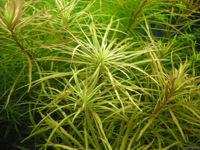 Погостемон октопус аквариумное растение