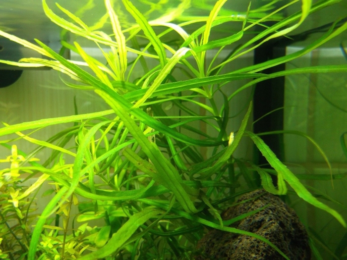 Гигрофила аквариумное растение