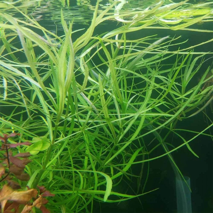 Pogostemon stellatus