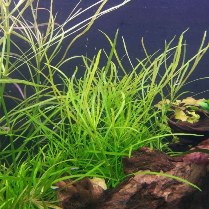 Бликса аквариумное растение