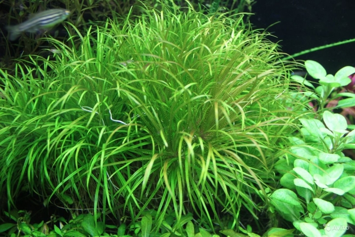 Бликса японская аквариумное растение