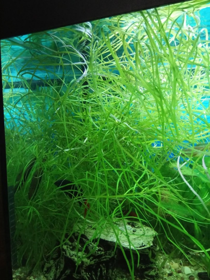 Наяда наяс аквариумное растение