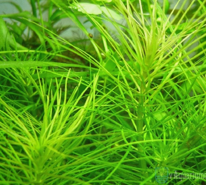 Погостемон эректус аквариумное