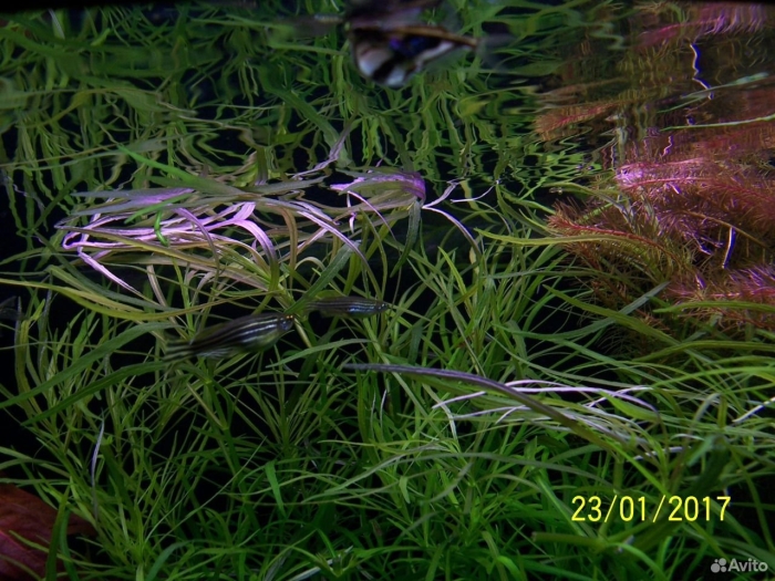 Бликса японская аквариумное