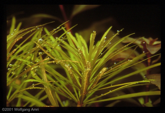 Погостемон эустералис стеллата