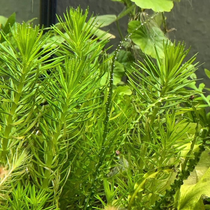 Погостемон эректус аквариумное