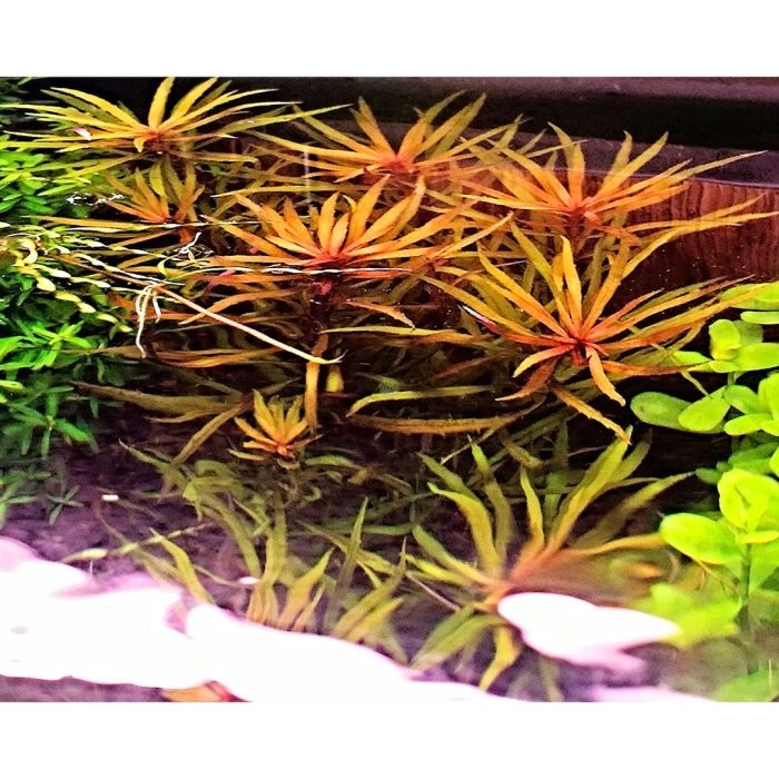 Людвигия инклината кубинская