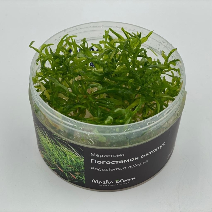 Погостемон октопус