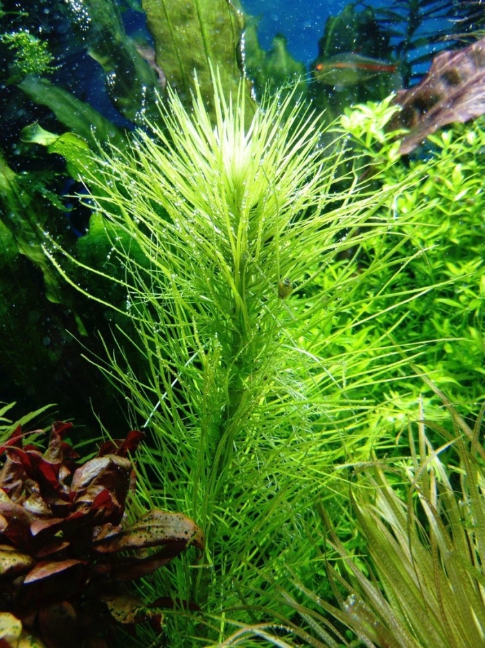 Погостемон эректус аквариумное растение