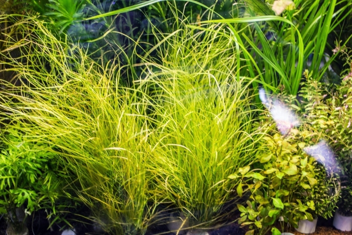Растение аквариумное